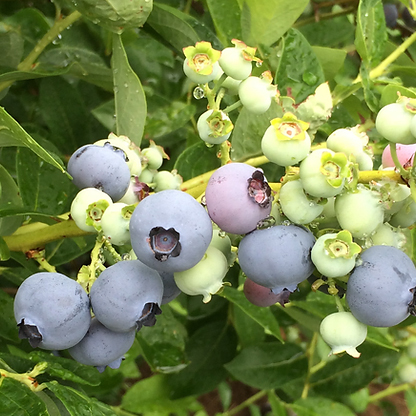 Blueray blueberry plant