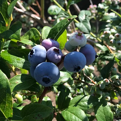 Bluecrop blueberry plant