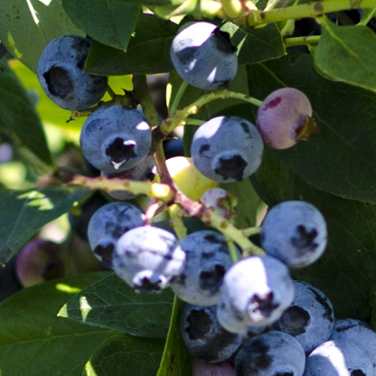 Bluejay blueberry plant