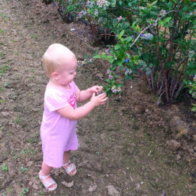 infant picking blueberries